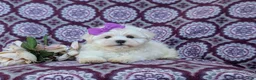 Maltese dogs for sale: Josalyn 7 lbs Full Grown - Ad 7