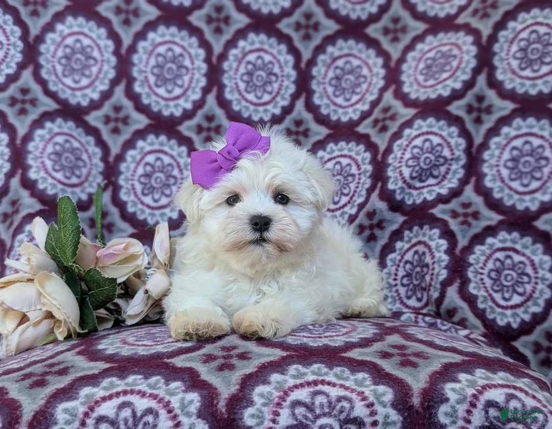 Maltese dogs for sale: Josalyn 7 lbs Full Grown - Ad 7