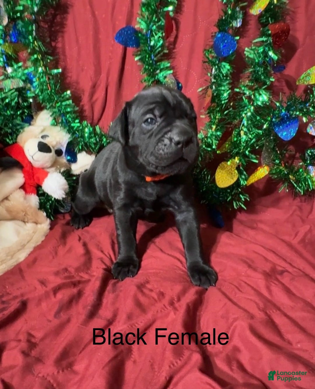 Cane Corso dogs for sale: Orange - Ad 3
