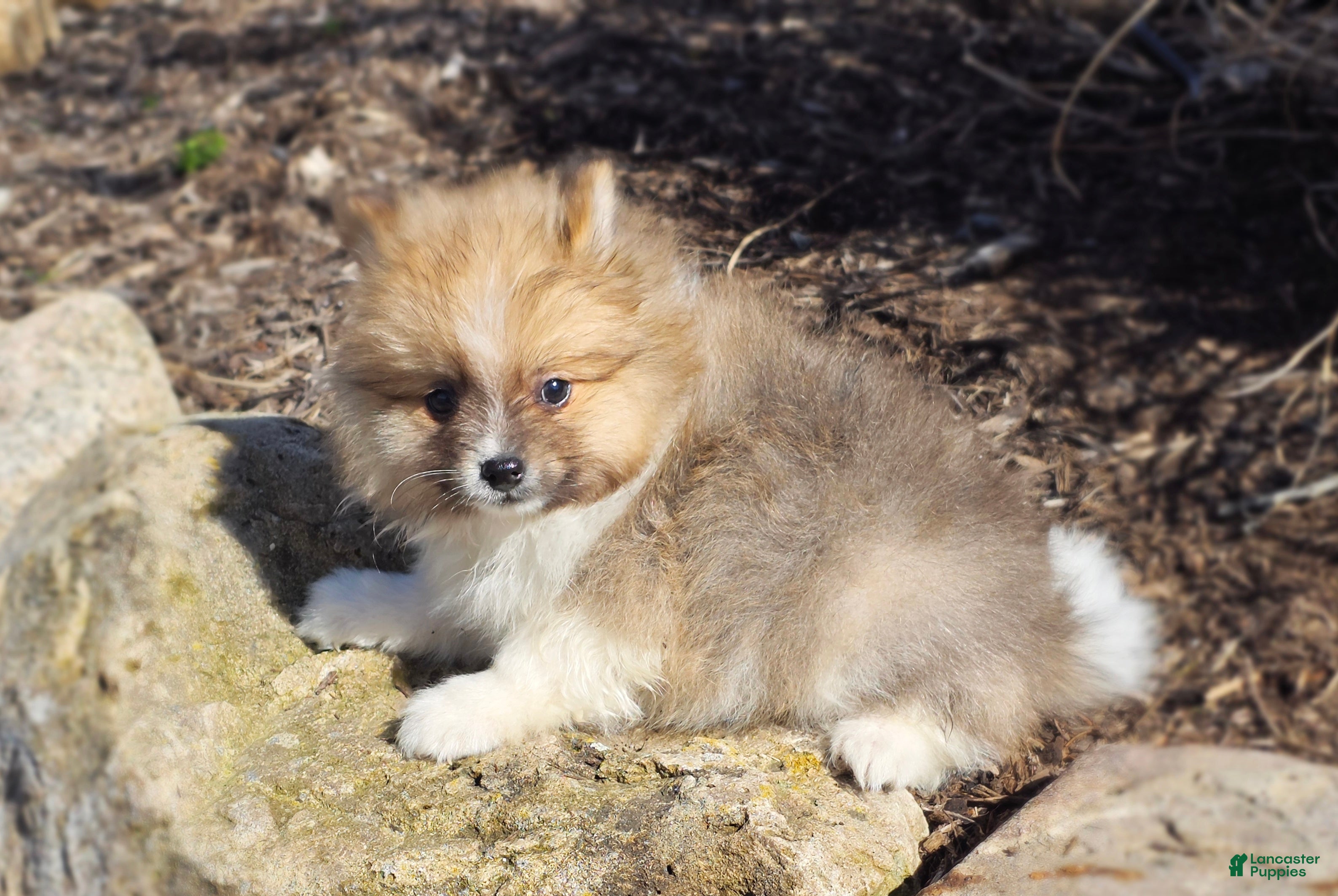 Pomeranian dogs Slate - Ad 2