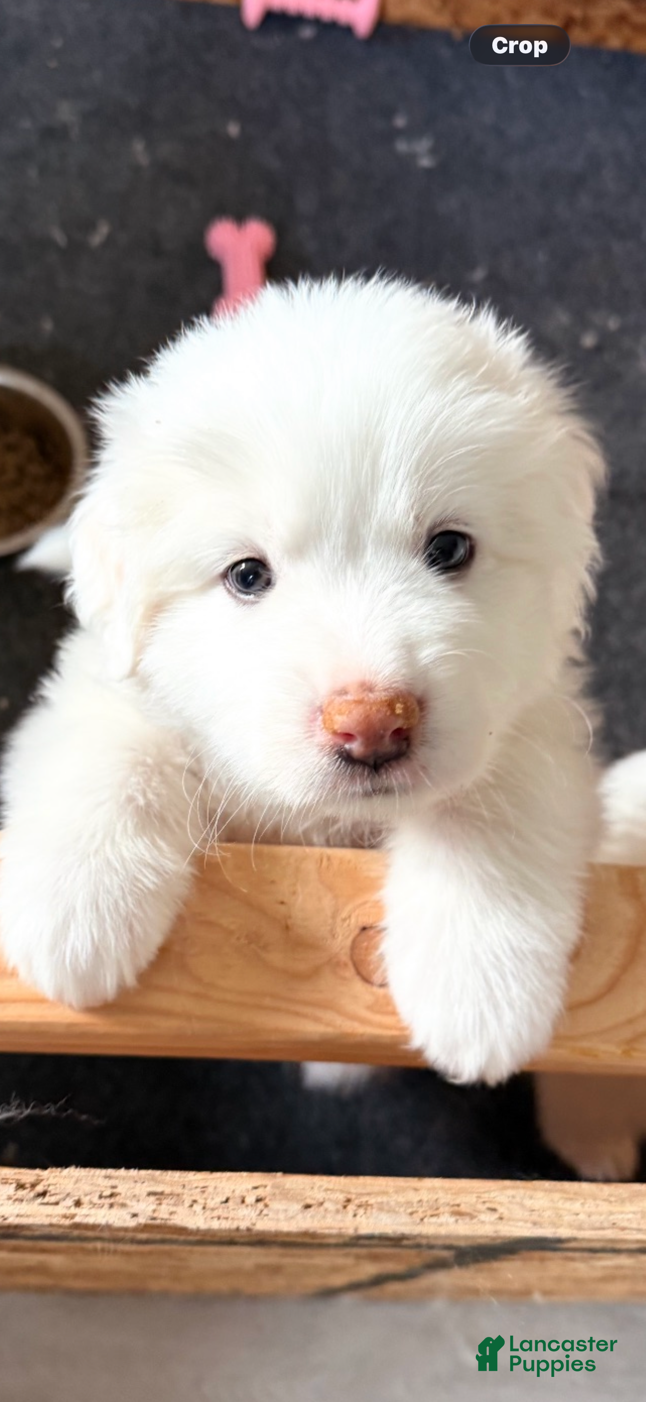 Great Pyrenees dogs for sale: Purple - Ad 4