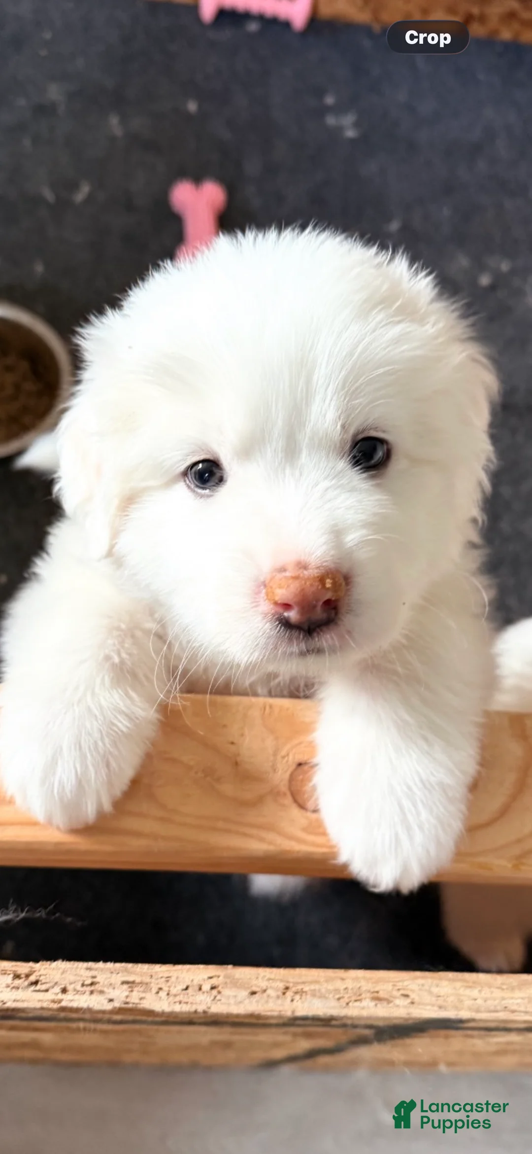 Great Pyrenees dogs for sale: Purple - Ad 1