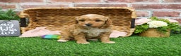 Mini Goldendoodle dogs for sale: Fettuccine  - Ad 2