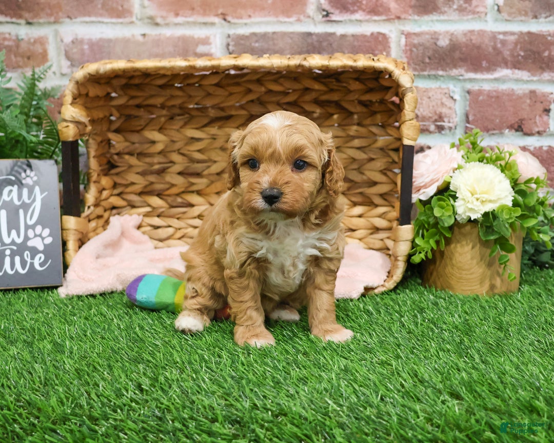 Mini Goldendoodle dogs for sale: Fettuccine  - Ad 2