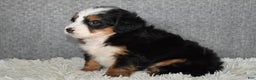 Mini Bernedoodle dogs for sale: Miley - Ad 2
