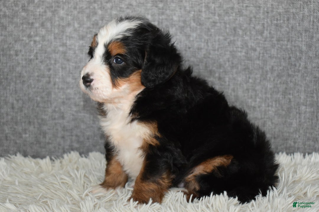 Mini Bernedoodle dogs for sale: Miley - Ad 2
