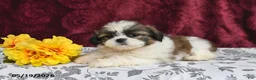 Shih Tzu dogs for sale: Jet - Ad 2