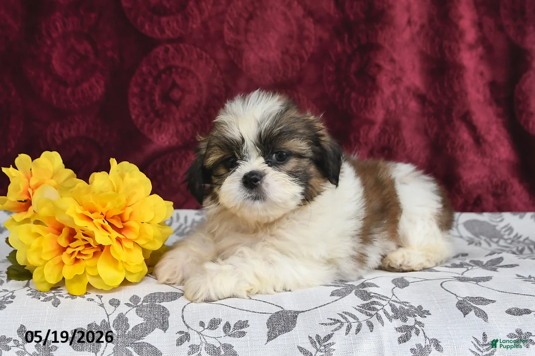 Shih Tzu dogs for sale: Jet - Ad 2