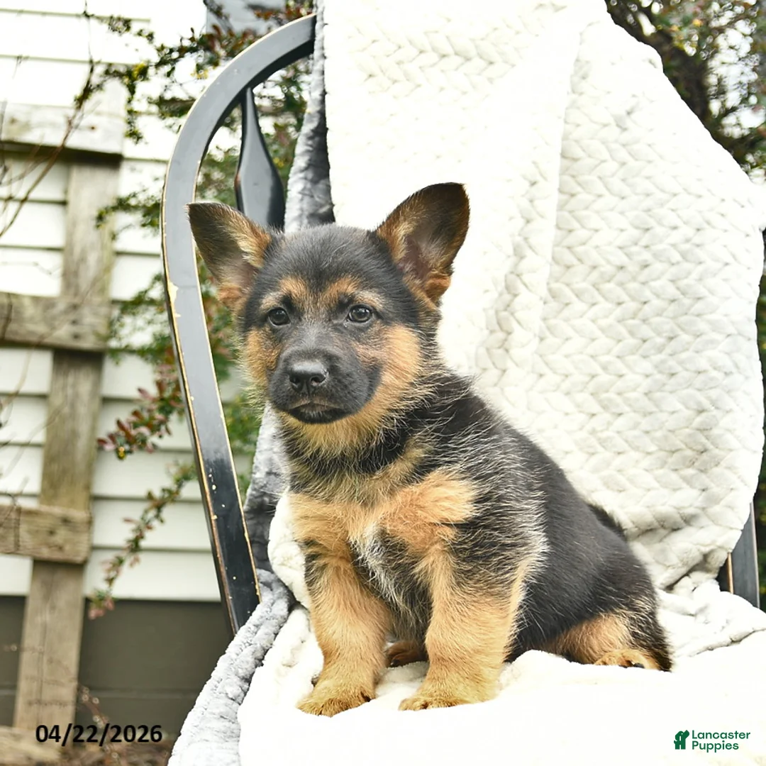 Mixed Breed dogs for sale: Patriot  - Ad 5