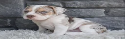 Beabull dogs for sale: Bailey  - Ad 4