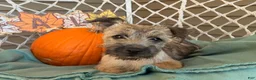 Cairn Terrier dogs for sale:  Elliot  - Ad 1