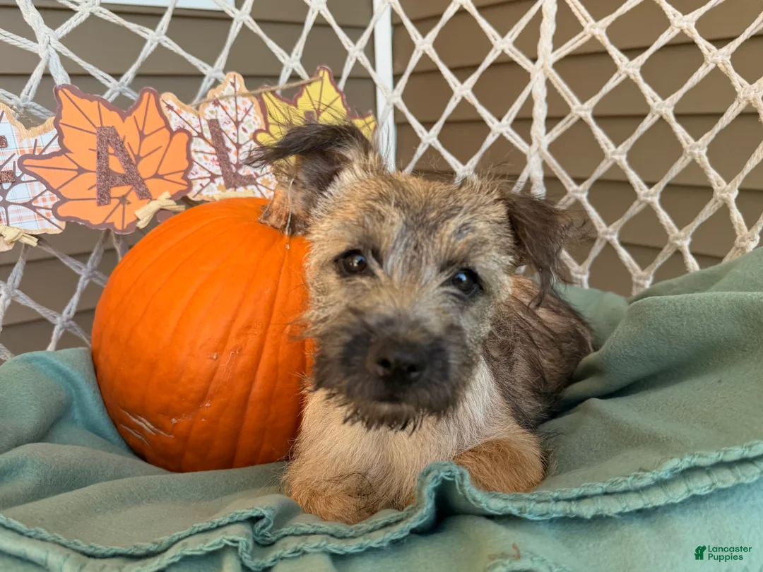 Cairn Terrier dogs for sale:  Elliot  - Ad 1