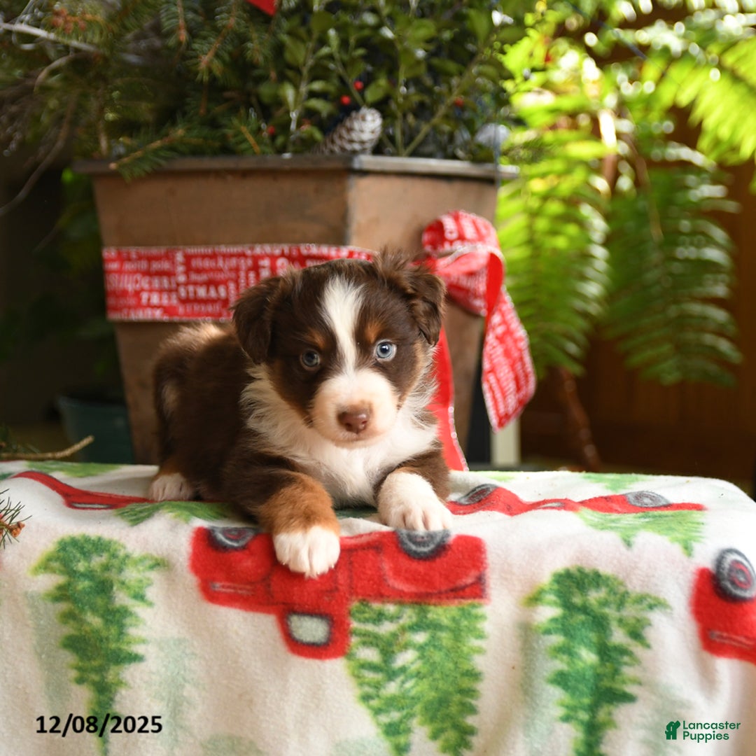Australian Shepherd dogs for sale: Adonis - Ad 4
