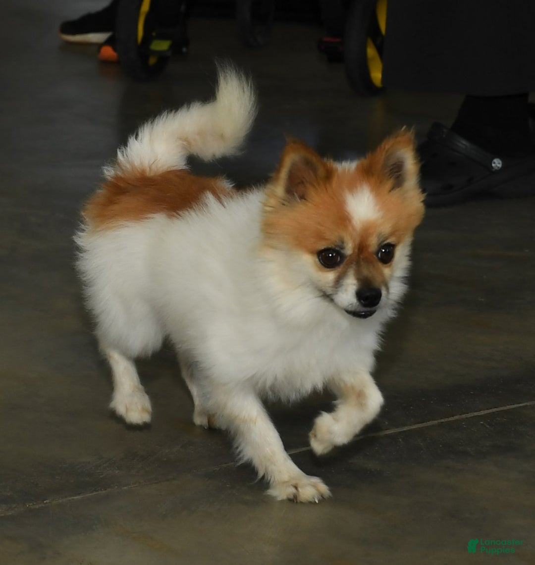 Pomeranian dogs for sale: Buster - Ad 11