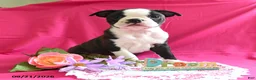 Boston Terrier dogs for sale: Dynamite - Ad 4