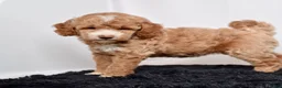 Mini Goldendoodle dogs for sale: Ms. Annabelle - Ad 4