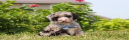 Mini Bernedoodle dogs for sale: Gabe - Ad 3