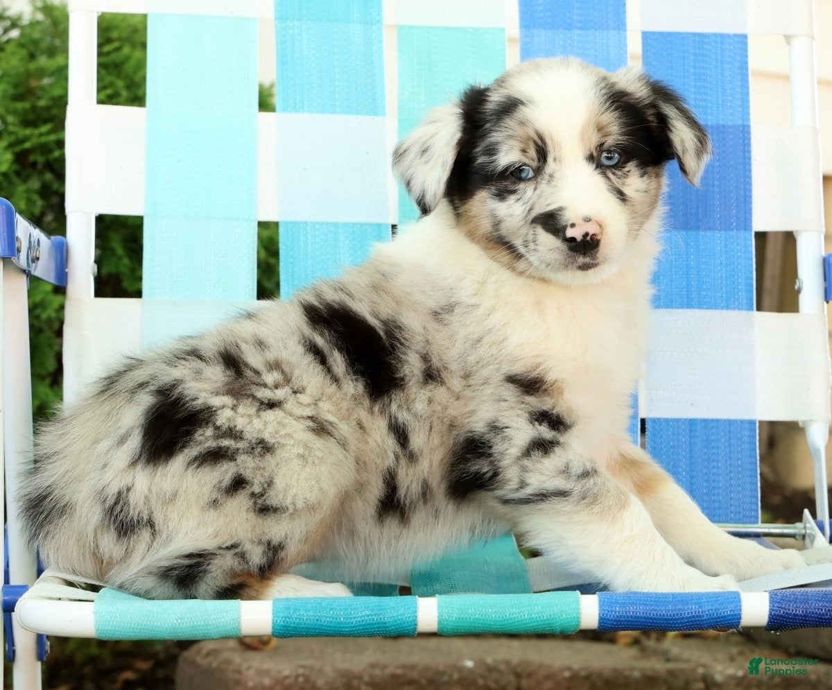 Australian Shepherd dogs for sale: Skippy - Ad 7