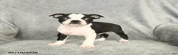 Boston Terrier dogs for sale: Duncan - Ad 1