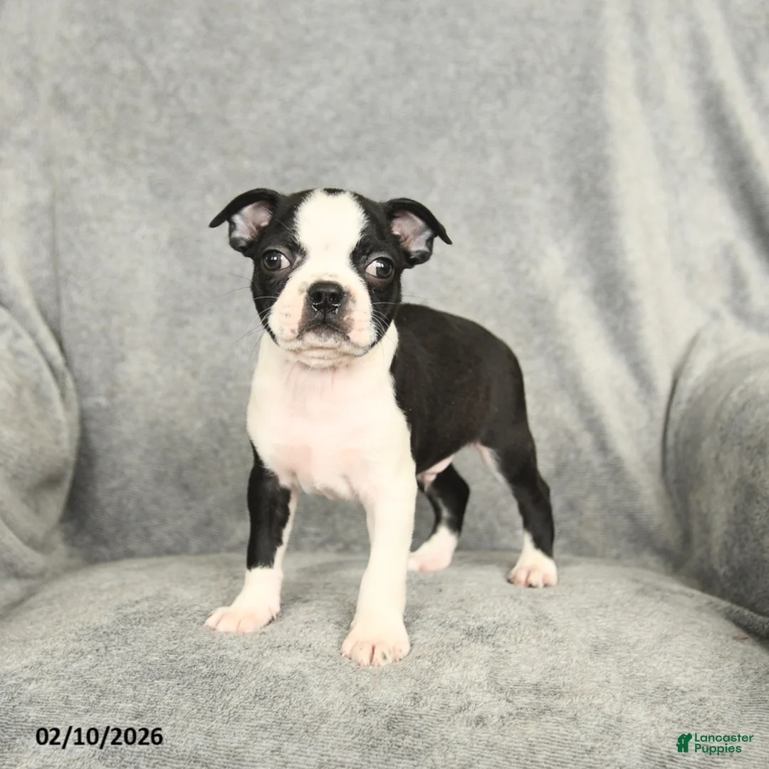 Boston Terrier dogs for sale: Duncan - Ad 1