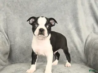 Boston Terrier dogs Duncan - Ad 28