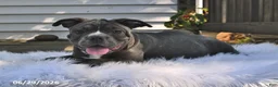 Frenchton dogs for sale: Rufus - Ad 6