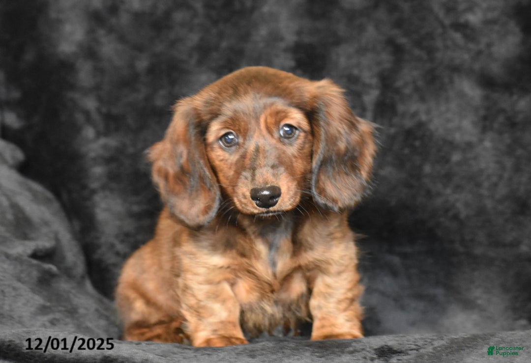 Dachshund dogs for sale: Shawn - Ad 6