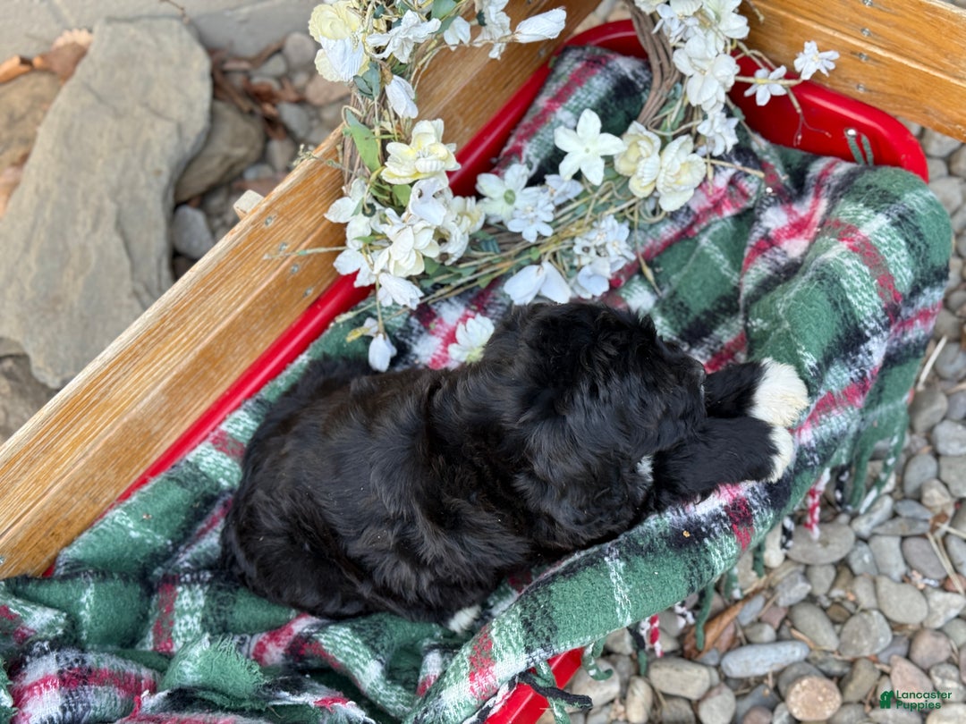 Mixed Breed dogs for sale: Raine - Ad 7