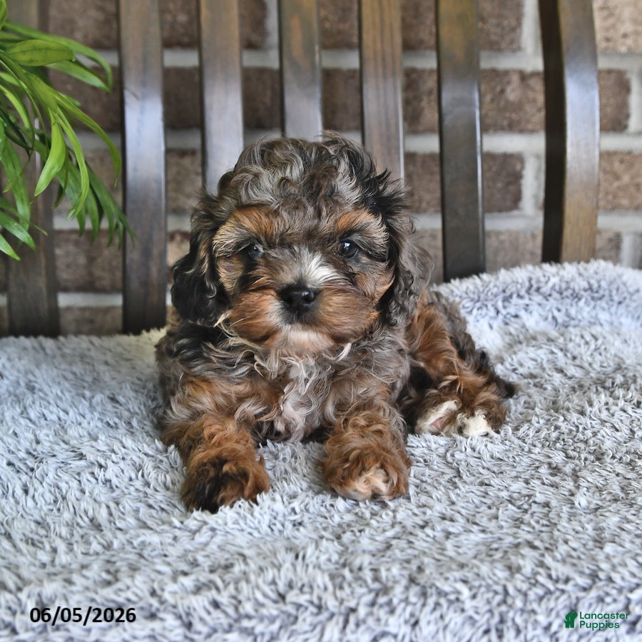 Cavachon dogs Hazlenut - Ad 2