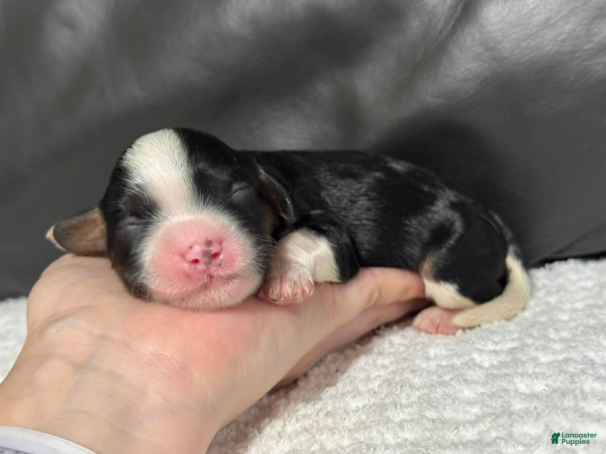 Cavapoo dogs Minnie - Ad 31