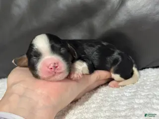 Cavapoo dogs Minnie - Ad 31