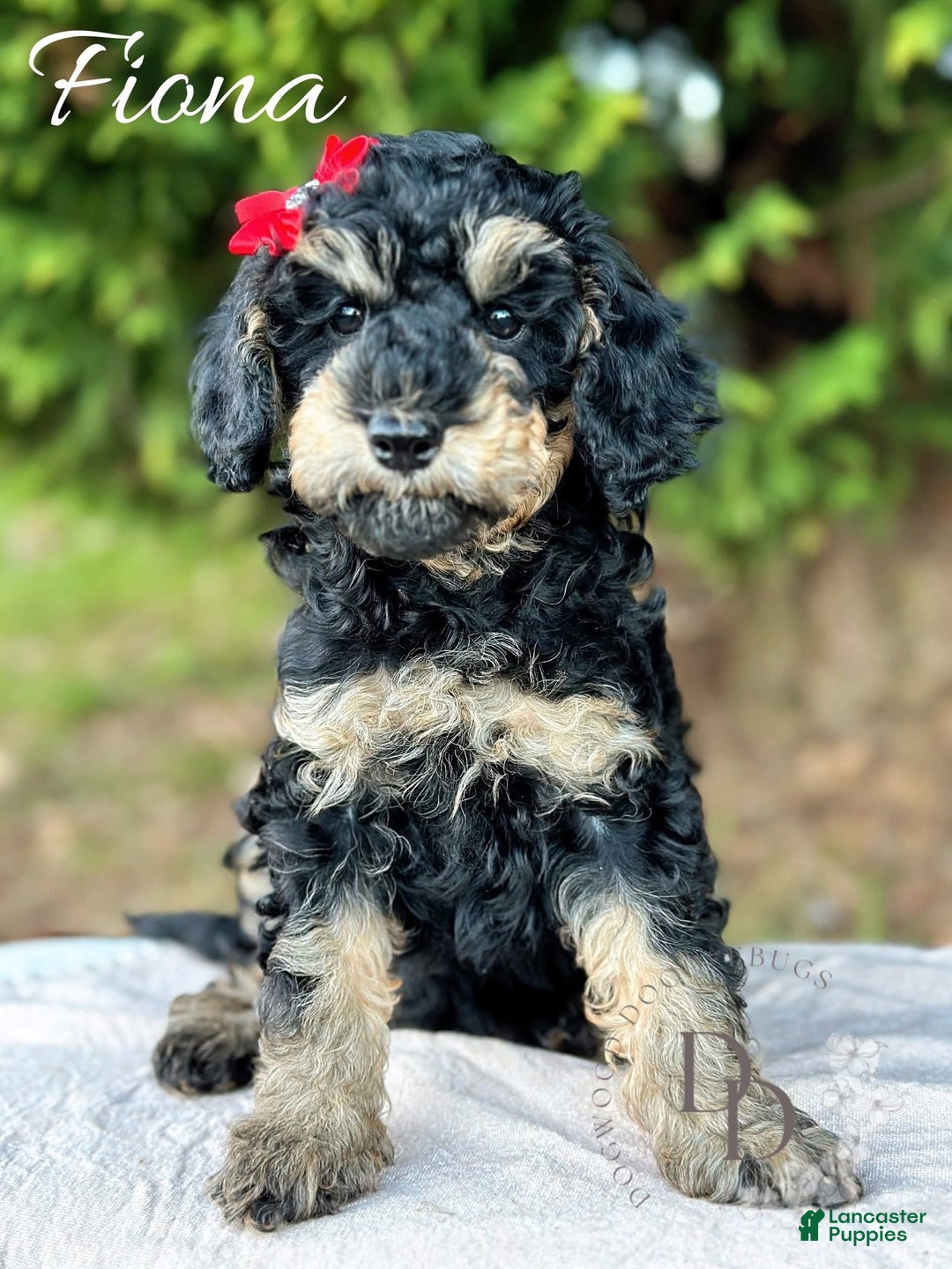 Miniature Poodle dogs for sale: Fiona - Ad 2