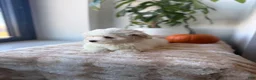 Maltese dogs for sale: Rabbit - Ad 3