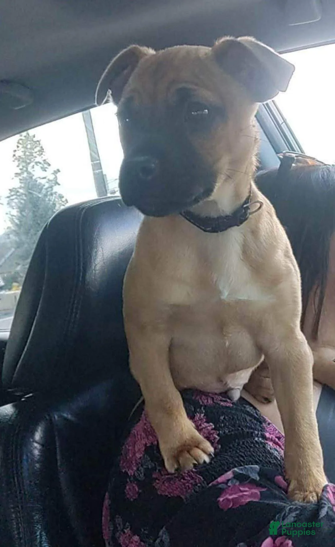 Gallery Image {{count}}