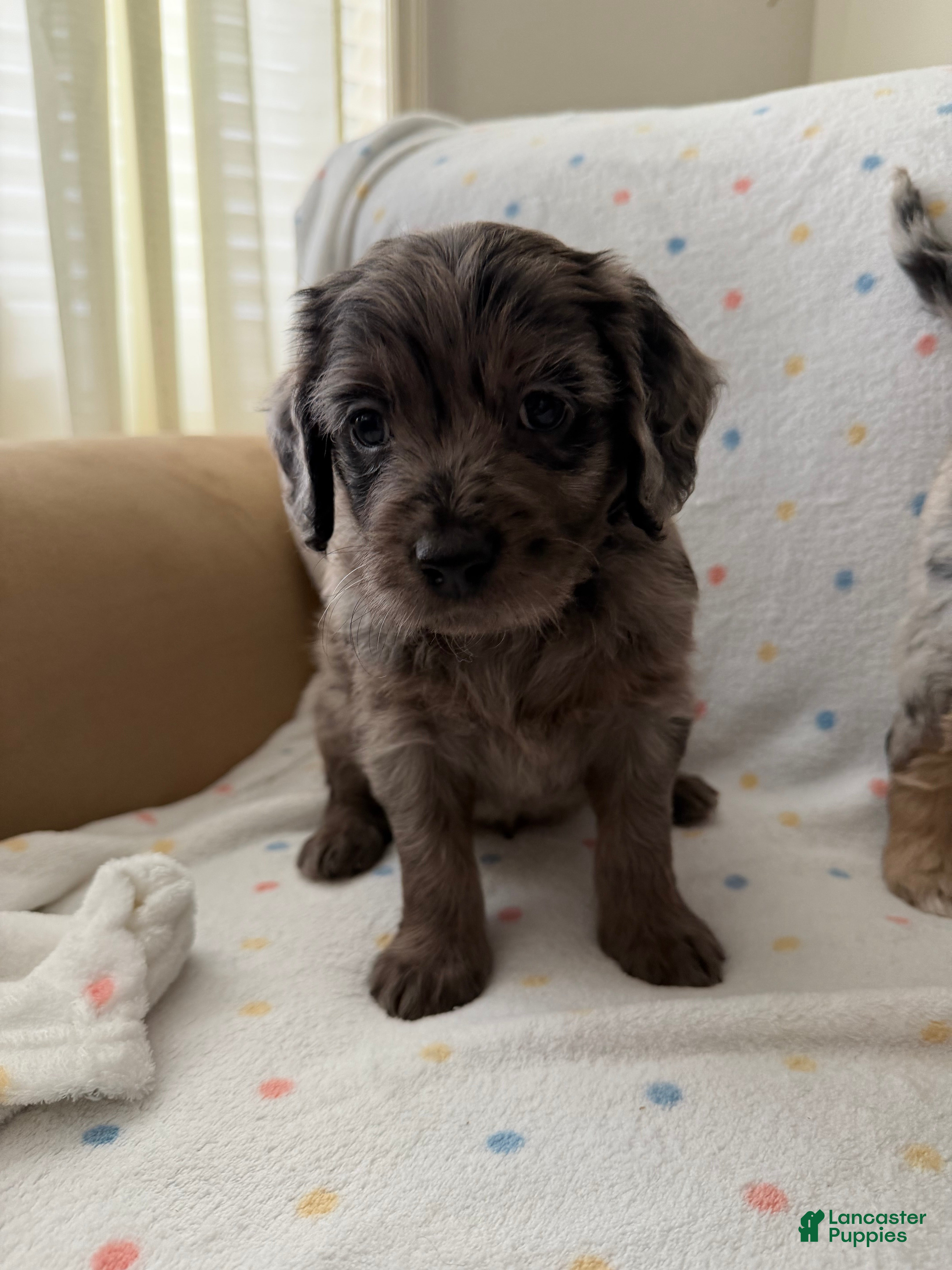 Mini Goldendoodle dogs Green boy, Goldendoodle 1 - Ad 26