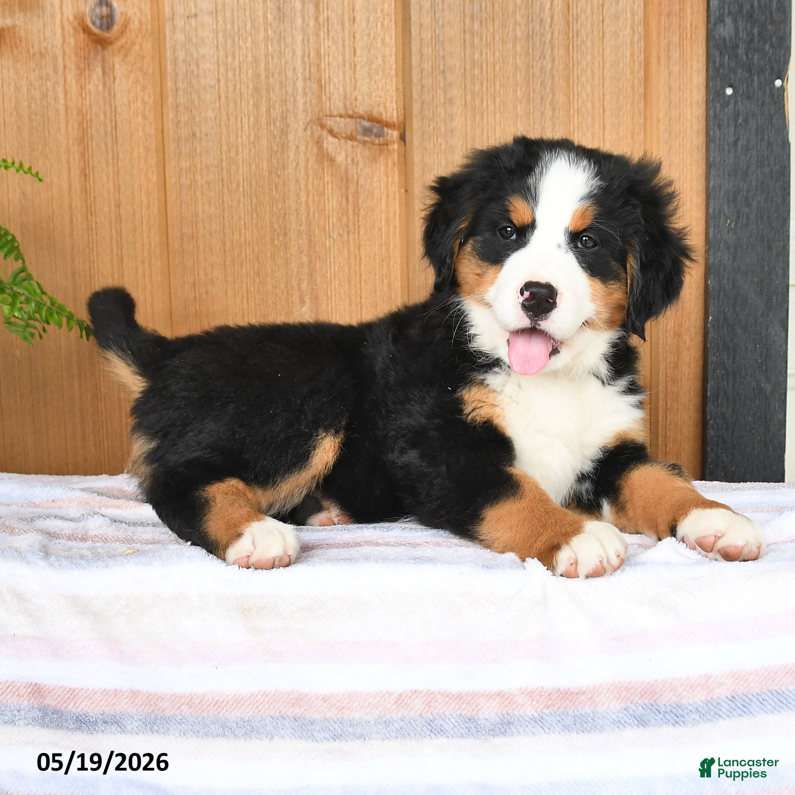 Bernese Mountain Dog dogs Princess - Ad 1