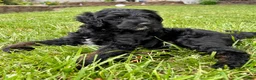 Double Doodle dogs for sale: Ryder  - Ad 1