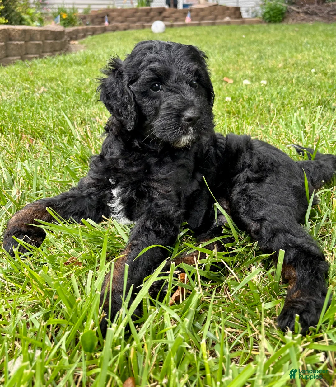 Double Doodle dogs for sale: Ryder  - Ad 1