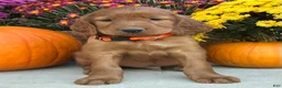 Irish Setter dogs for sale: Sailor - Ad 3