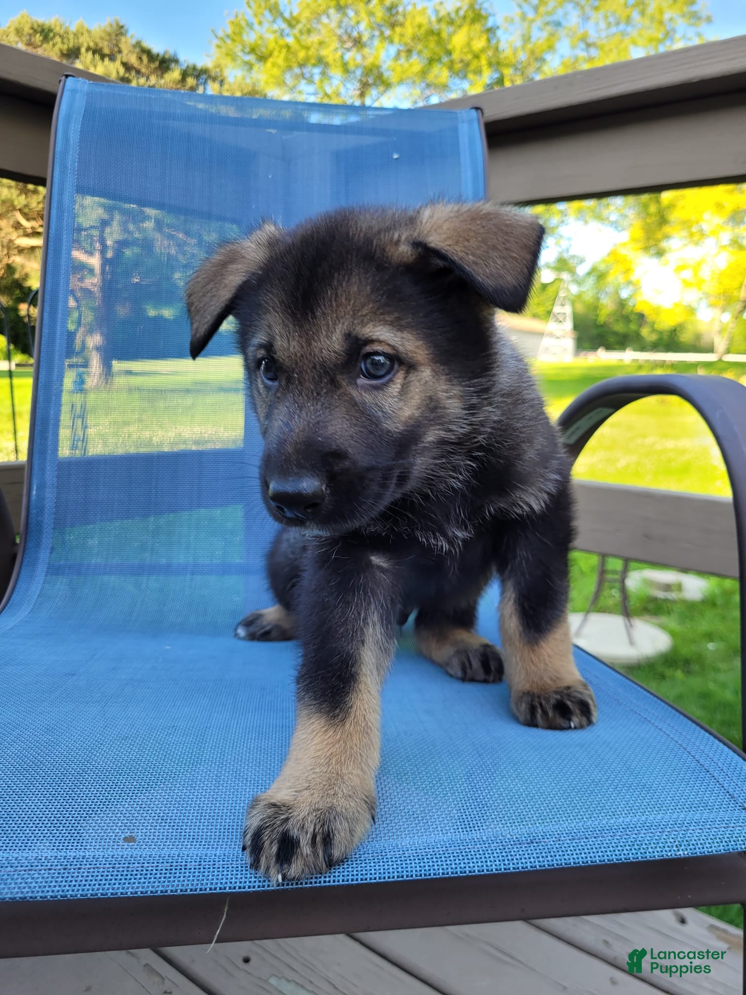Mixed Breed dogs Odin - Ad 2