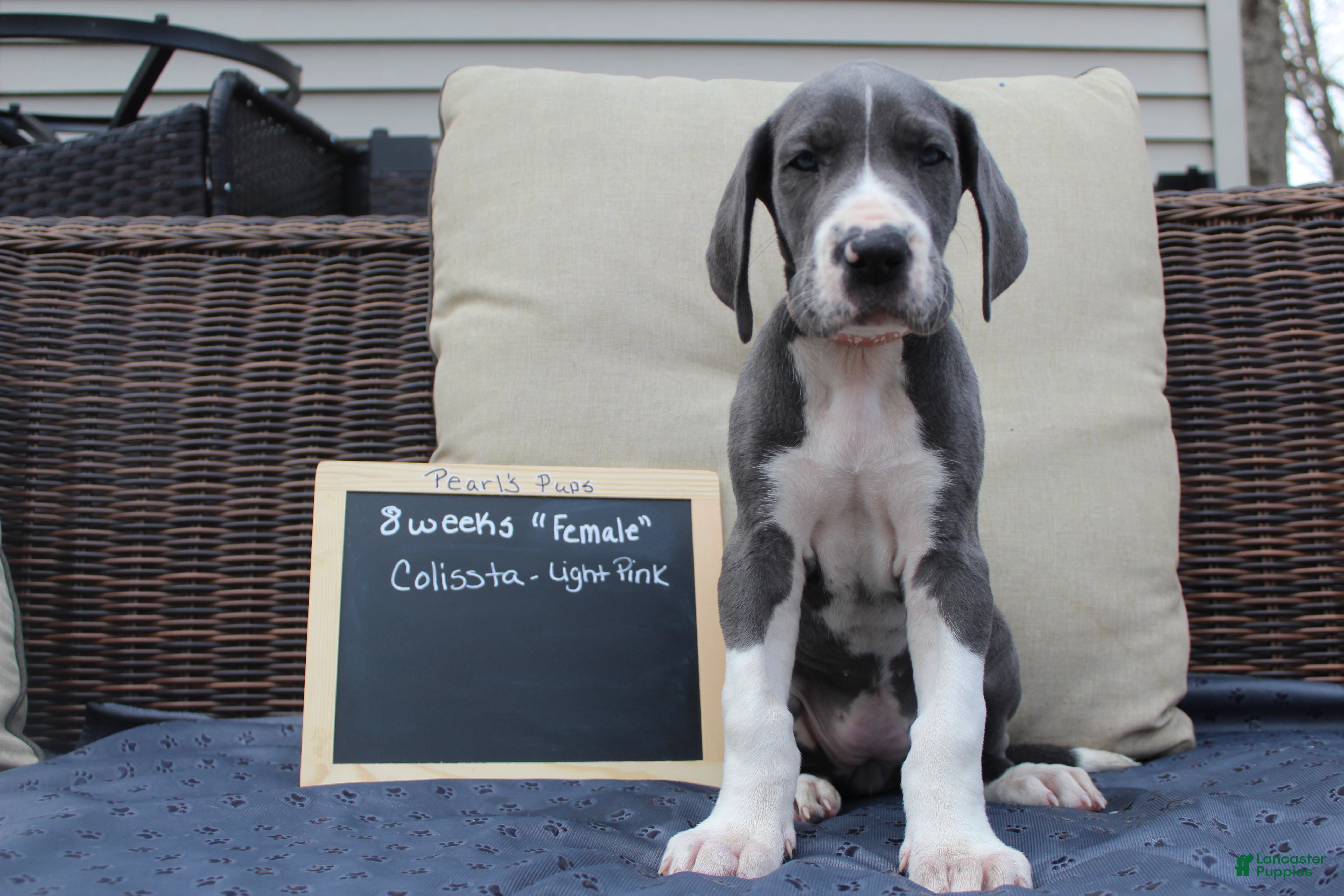 Great Dane dogs Colissta  - Ad 7