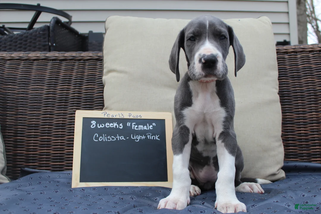 Great Dane dogs for sale: Colissta  - Ad 1