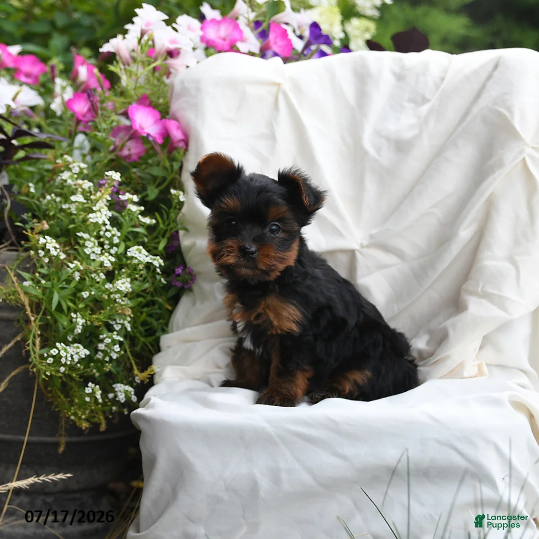 Yorkshire Terrier dogs for sale: Muffin - Ad 2