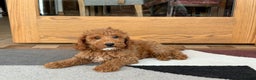 Cockapoo dogs for sale: Glen - Ad 5