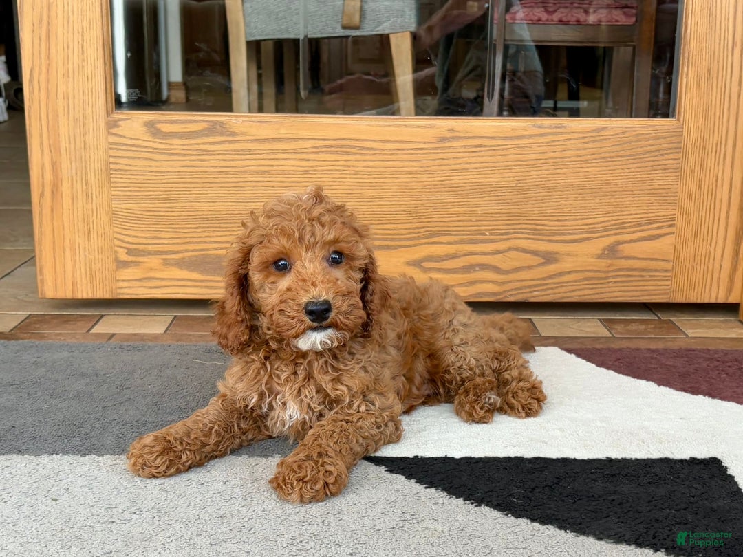 Cockapoo dogs for sale: Glen - Ad 5