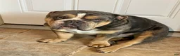 Olde English Bulldogge dogs for stud: Murphy - Ad 3