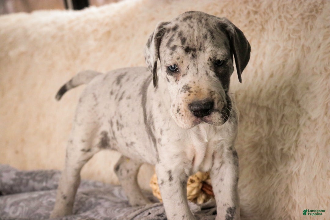 Great Dane dogs for sale: Percy - Ad 5