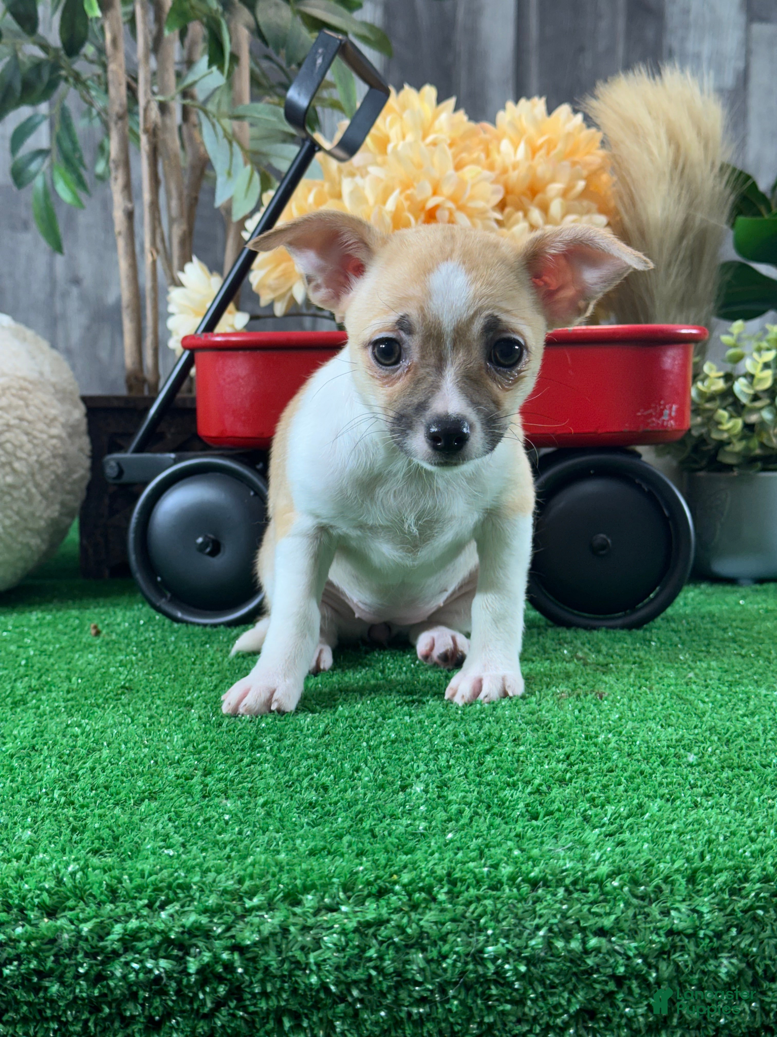 Chihuahua dogs Felicia - Ad 19