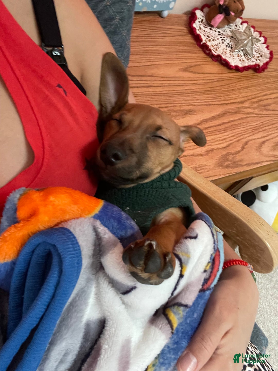 Chiweenie dogs for sale: Chiweenie Puppy 1 - Ad 7