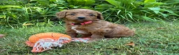 Goldendoodle dogs for sale: Arielle - Ad 1